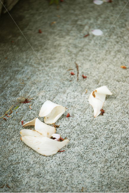 봄,목련,꽃잎,꽃,계절,spring,flower,season,흰색,쓸쓸함,고독,petal,magnolia,봄,계절,spring,season,꽃,flower