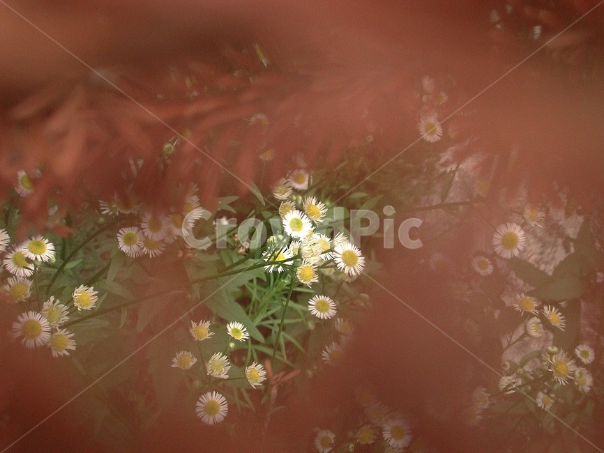 들풀,들꽃,배경,바탕화면,꽃,식물,자연,식물,자연,plants,nature