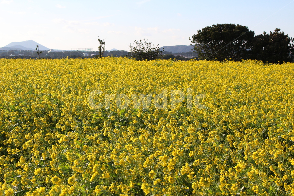 제주,유채꽃,꽃밭,나무,하늘,봄꽃,flowers,노랑색,예쁜,계절
