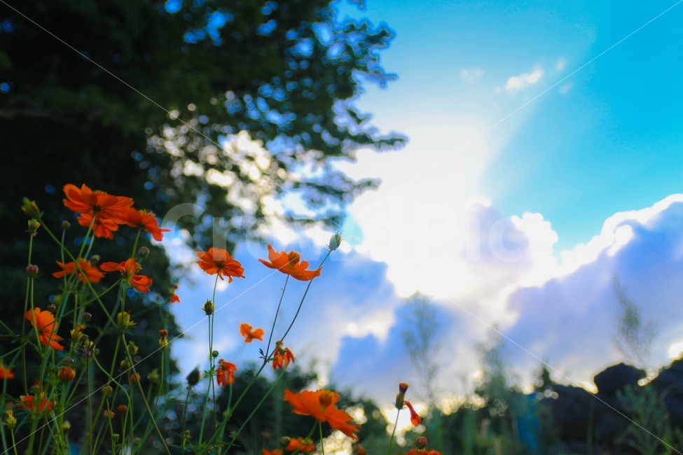 하늘,구름,풍경,꽃,감성,색감,가을,계절,fall,autumn,season,식물,자연,plants,nature,꽃,flower,감성,sensible,feeling,leaf,잎,plant