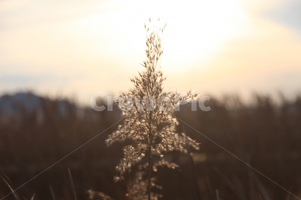 가을,순천만,노을,갈대,불빛,식물,자연,plants,nature,감성,sensible,feeling