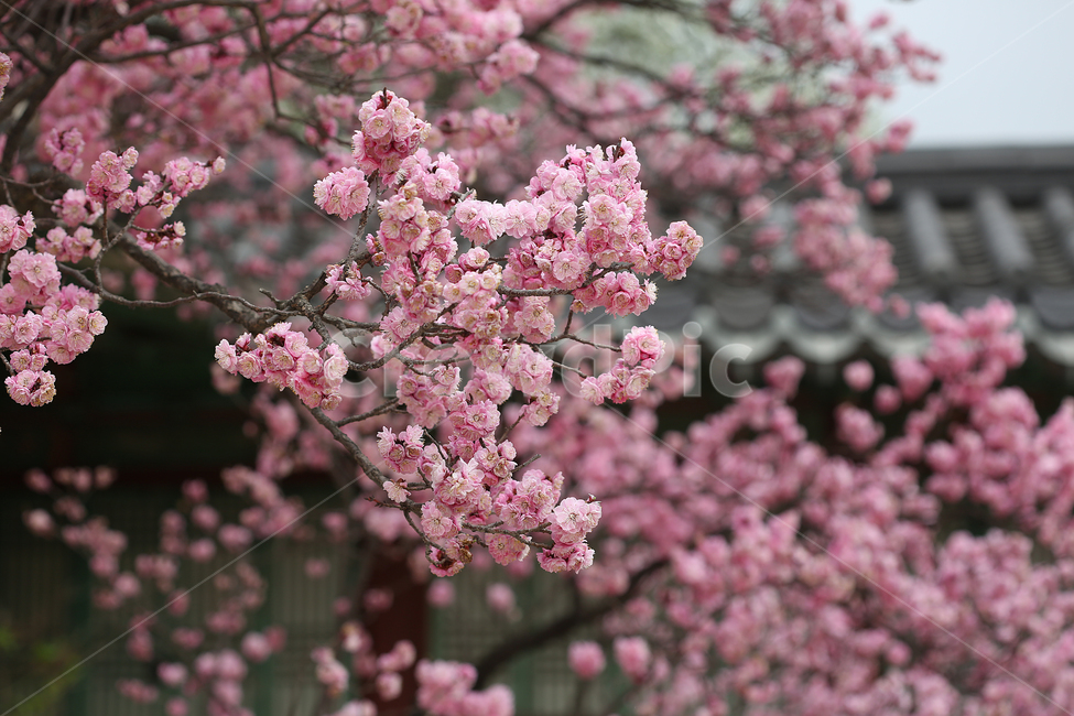봄,꽃,flower,spring,지붕,roof,봄,계절,spring,season,식물,자연,plants,nature,꽃,flower,plant,blossom,cherry blossom,벚꽃