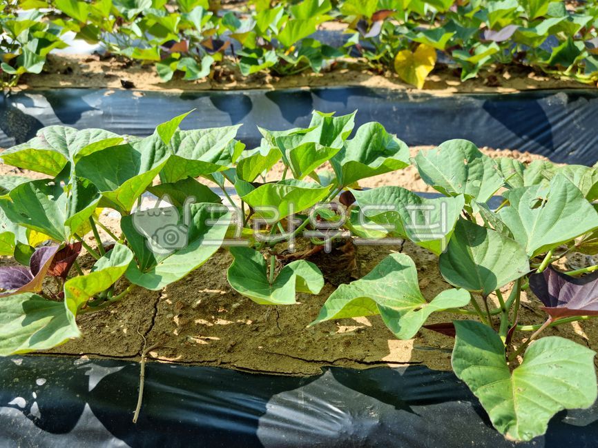 sweet potato,Sweet potato cultivation,sweet potato field,crops,leaf,field,culture,sweet potato leaves,background,farming,Agriculture