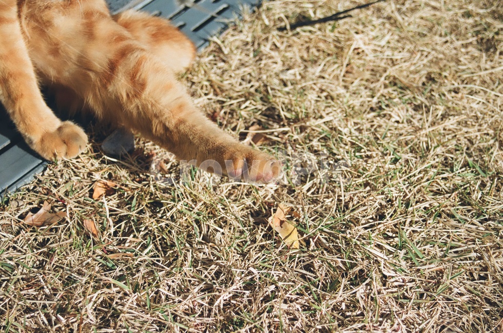 고양이,포유류,동물,animal,cat,kitten,감성사진,감성,발,고양이발,paw,가을,계절,fall,autumn,season,동물,animal,포유류,mammal,고양이,cat,kitten,kitty,감성,sensible,feeling
