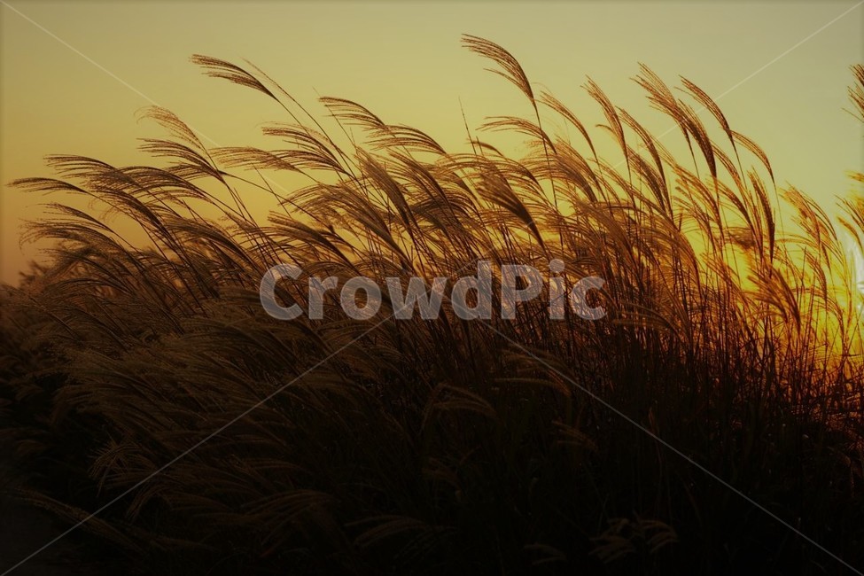 가을,억새,식물,자연,일몰,석양,감성,서정,fall,바람,풍경,nature,autumn,계절,season,가을,계절,fall,autumn,season,자연,풍경,nature,landscape,plant,grass,잔디,lawn
