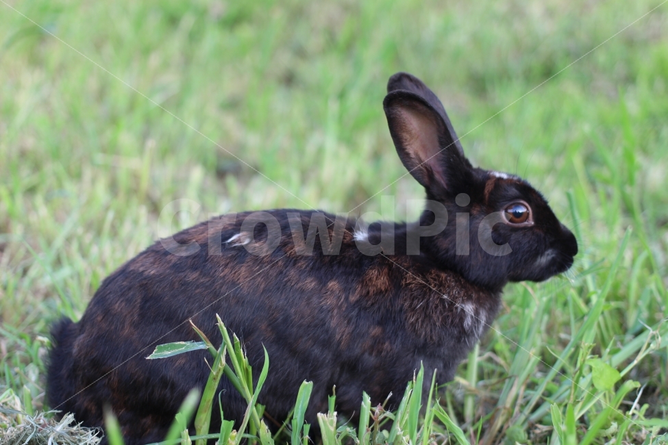 토끼,올림픽공원,근접사진,동물,자연,동물,animal,포유류,mammal