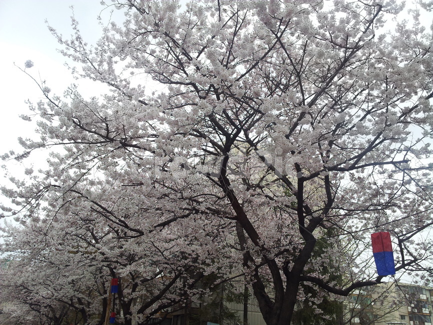 plant,식물,꽃,나무,봄,나들이,벚꽃,축제,하늘,구름