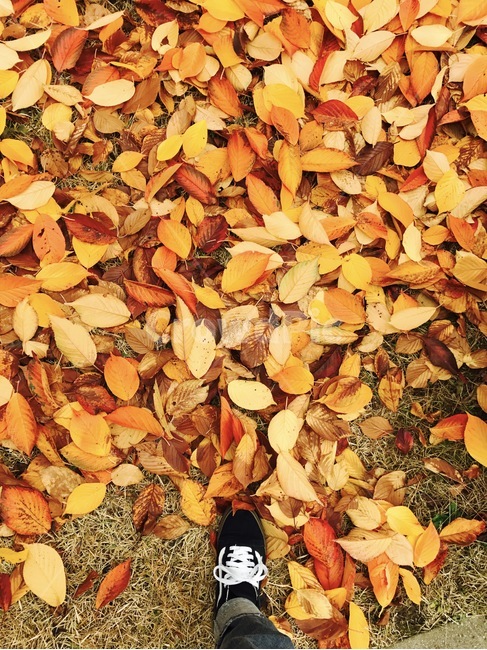 낙엽,가을,노란색,주황색,바닥,잎,leaf,fall,가을,계절,fall,autumn,season