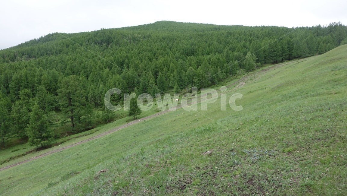 green,grass,풀밭,언덕,hill,몽골,초원,slope