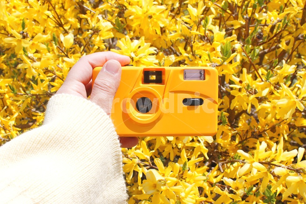 카메라,필름카메라,봄,노란색,개나리,yellow,camera,손,hand
