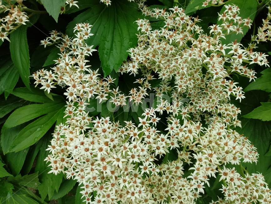 돌단풍,장장포,부처손,다년생초본,돌나리,mapleleafgrass,범의귀과,척엽초,관상용,쌍자엽식물,이판화,직립형식물,야생,약용,식용