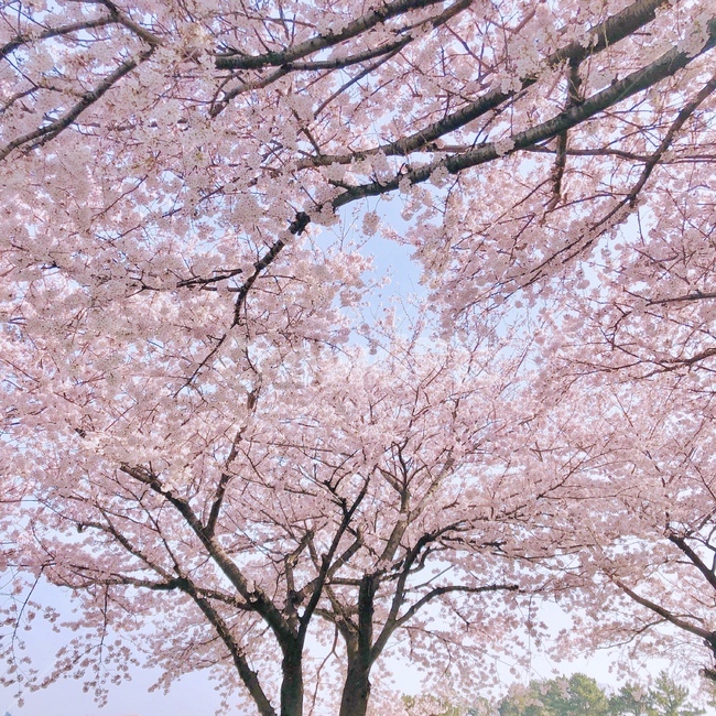 벚꽃,봄,풍경,벚꽃나무,제주벚꽃,봄,계절,spring,season,자연,풍경,nature,landscape,plant,식물,flower,꽃,blossom