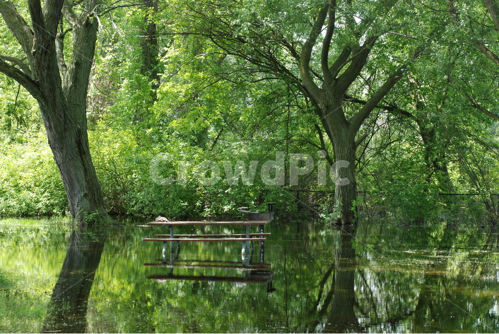 공원,나무,홍수,숲,캐나다,토론토,forest,flood,torontoisland,자연,풍경,nature,landscape,outdoors,옥외,land,땅,water,물,swamp,늪,bog,변소,marsh,습지