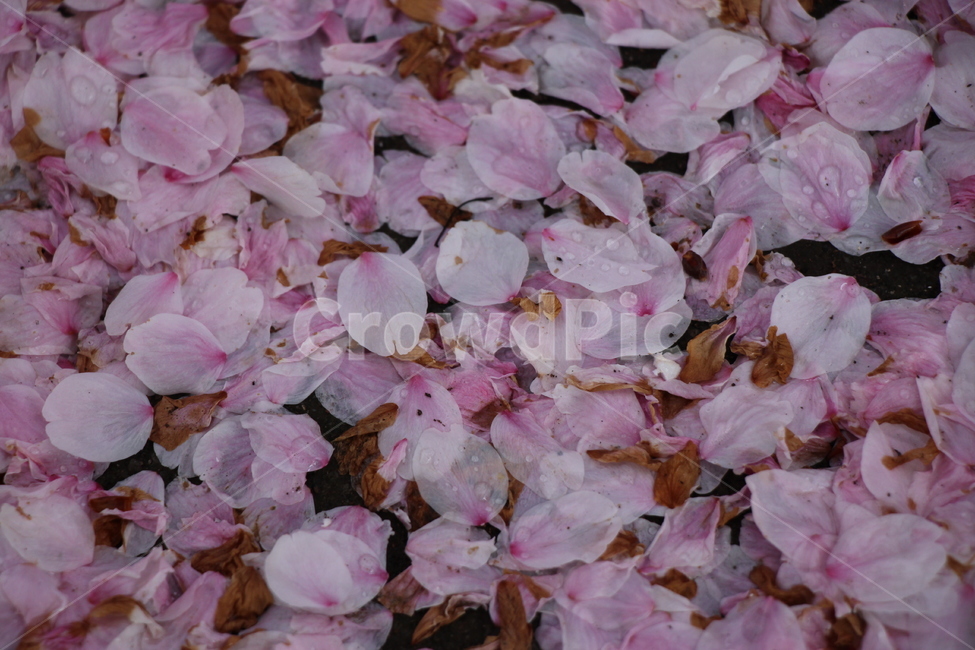 벚꽃,벚꽃잎,낙화,돌,지면,물방울,분홍,꽃잎,cherryblossom,cherryblossomleaves,fallingofblossoms,stone,ground,waterdrop,pink,petals