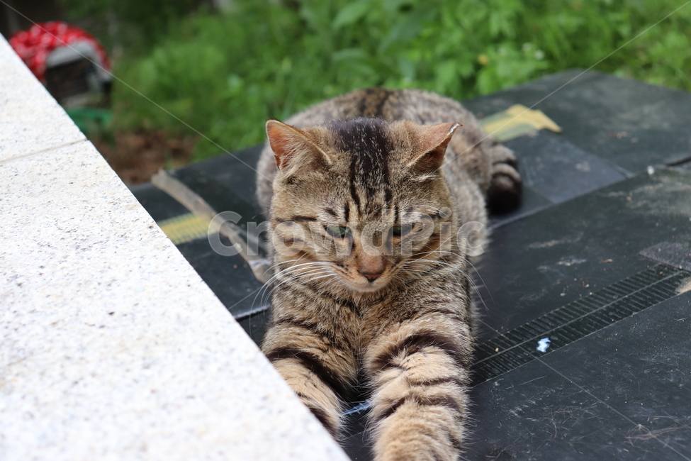 cat,고양이,동물,animal,길냥이,pet,평화,동물,animal,포유류,mammal,고양이,cat,kitten,kitty
