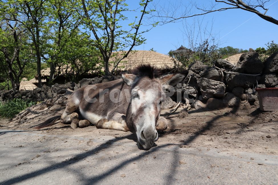 시골,농촌,동물,자연,봄,spring,당나귀,donkey,제주당나귀,animal,시골풍경