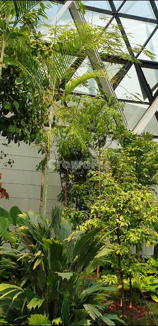 서울식물원,마곡식물원,식물원,나무,초록색,식물,자연,plants,nature