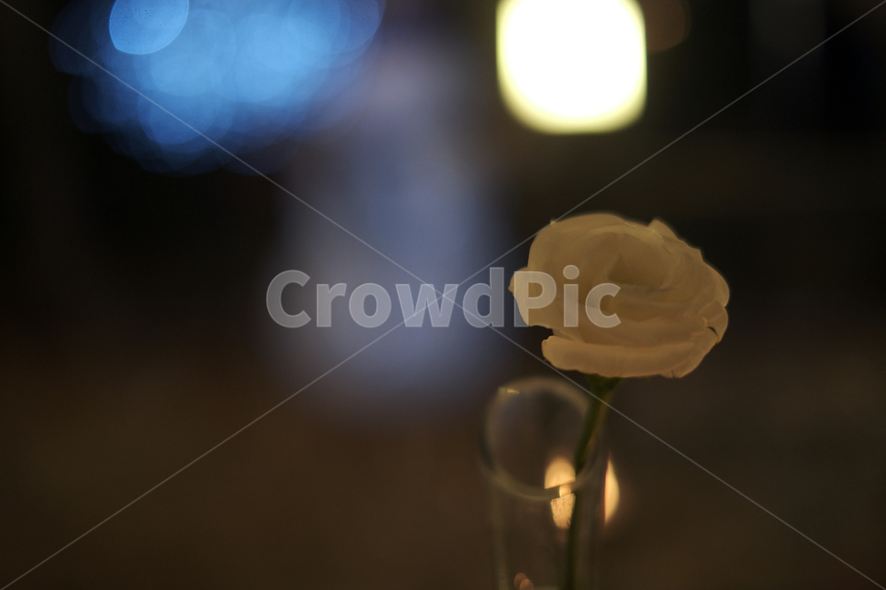 테이블장식,저녁식사,꽃장식,꽃,분위기,레스토랑,커플,데이트,plant,식물,flower,blossom