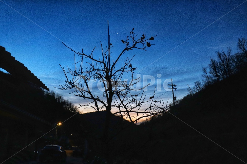 나뭇가지,시골,겨울,하늘,나무,일몰,새벽,자연,풍경,nature,landscape,실루엣,그림자,silhouette,shadow,outdoors,옥외