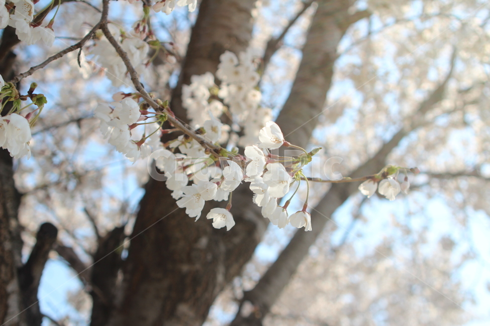 plant,식물,벚꽃,flowor,꽃,blossom,cherryblossom