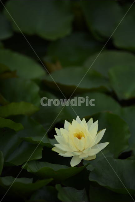 꽃,연꽃,식물,여름,연잎,식물,자연,plants,nature,꽃,flower