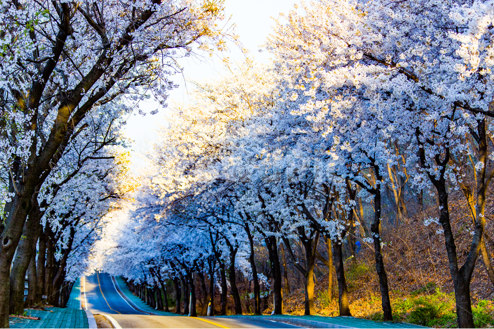 봄,꽃,벚꽃,벚꽃길,봄나들이,봄,계절,spring,season,자연,풍경,nature,landscape,한국자연풍경,한국자연경관,korea nature landscape,asphalt,아스팔트