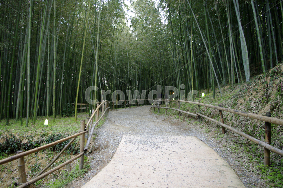 길,죽녹원,대나무,숲,식물,나무,자연,풍경,nature,landscape,plant,bamboo