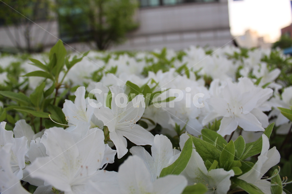하얀꽃,꽃,하얀꽃밭,꽃밭,철쭉,야생화,식물,자연,plants,nature,꽃,flower