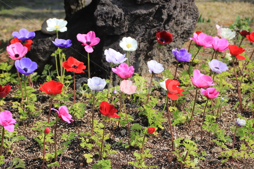 화려,꽃,아네모네,들꽃,봄,식물,자연,plants,nature,꽃,flower