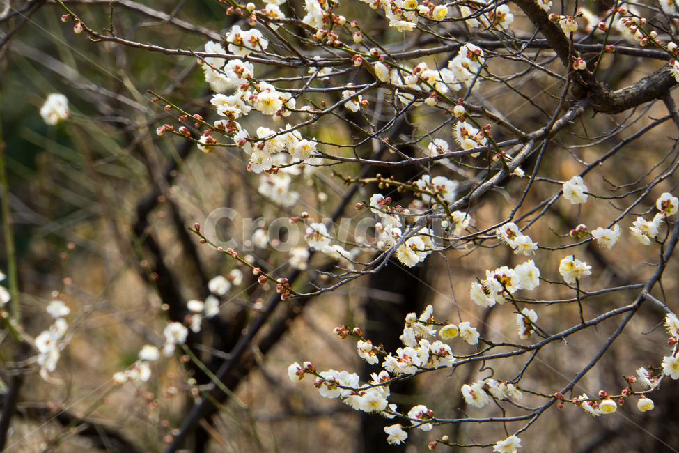 매화,봄,꽃,매화나무,풍경,근접촬영,봄,계절,spring,season,식물,자연,plants,nature,꽃,flower,plant,cherry blossom,벚꽃,blossom