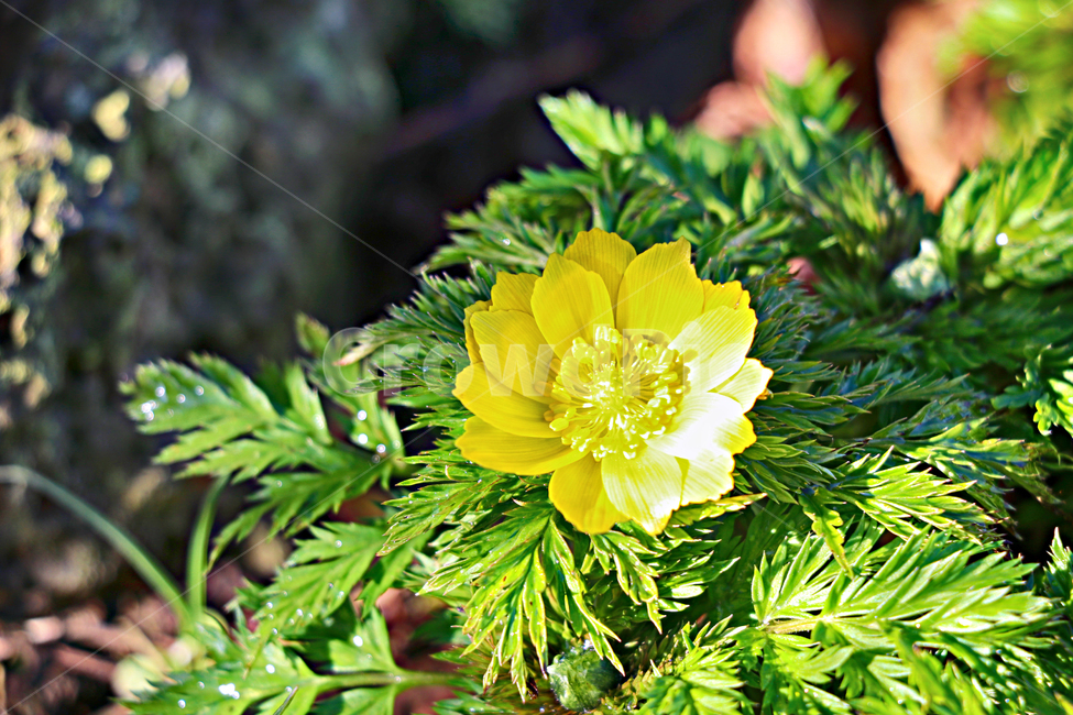백련초,꽃,flower,plant,식물,식물,자연,plants,nature