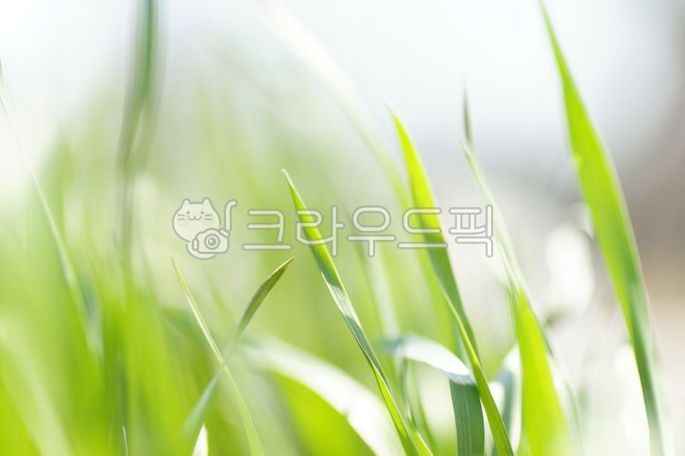 green,grass cutting,grass,plant