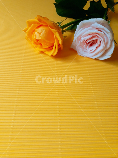 두송이,plant,식물,rose,장미,flower,blossom,꽃,background,배경