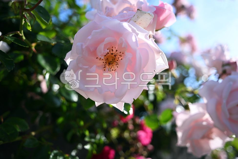 장미꽃,식물,꽃,장미,핑크꽃,핑크색장미,장미넝쿨