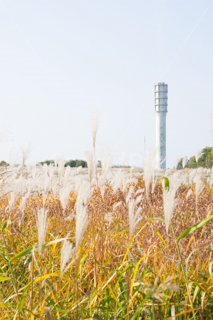 억새,가을,감성사진,가을풍경,fall,nature,식물,계절,autumn,season,자연,plants,감성,하늘공원,sky,가을,계절,fall,autumn,season,자연,풍경,nature,landscape,한국자연풍경,한국자연경관,korea nature landscape,식물,plants,grass,잔디,plant