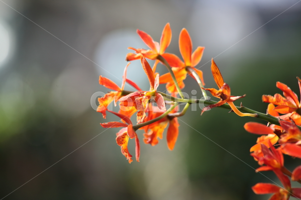 호접란,팔레놉시스,꽃,식물,phaelenopsis,식물,자연,plants,nature,꽃,flower