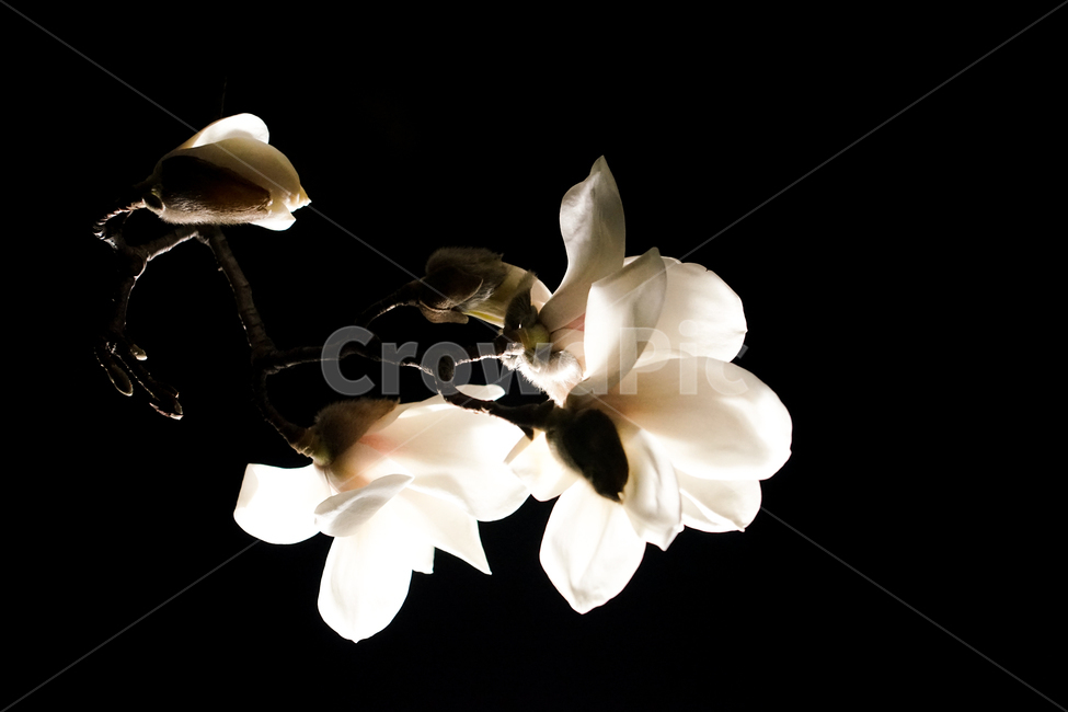 plant,식물,flower,꽃,목련