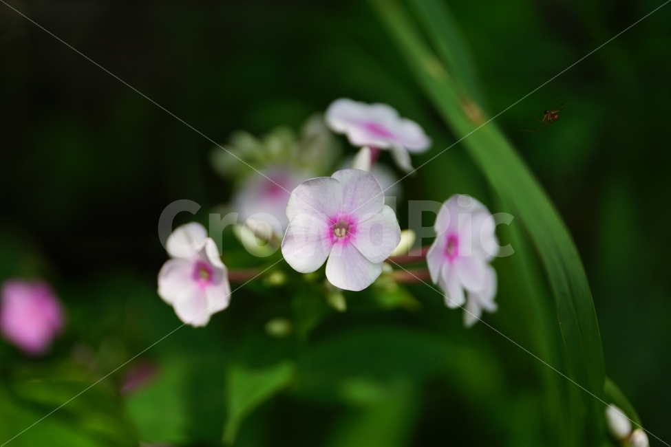 풀협죽도,플록스,플라워,꽃,식물,자연,phlox,flower,nature,식물,자연,plants,nature,꽃,flower