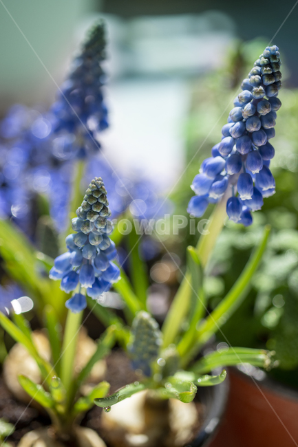 무스카리,꽃,보라색,녹색,자연,잎,줄기,식물,flower,plant,blossom,화분,생화