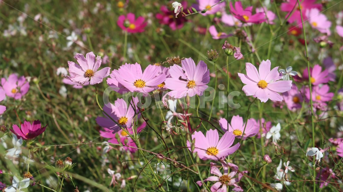 cosmos,코스코스,꽃,flower,가을,autumn,fall,pink,분홍,보라,purple,plant,식물,blossom,geranium,제라늄,petal,꽃잎,field,들,들꽃,식물,자연,plants,nature,꽃,flower