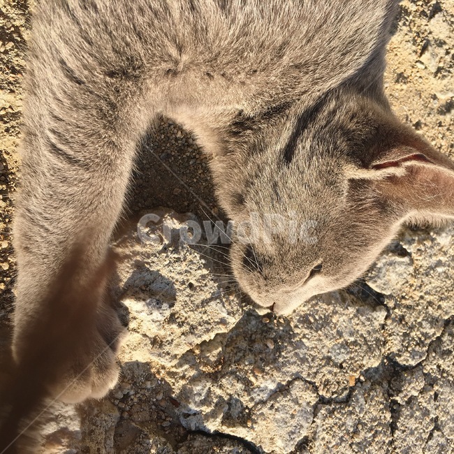 고양이,러시안블루,힐링,감성,집사