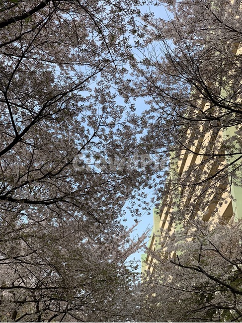 꽃,벚꽃,봄,하늘,파스텔톤