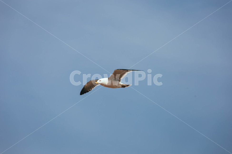 seagull,갈매기,animal,동물,bird,flying,새