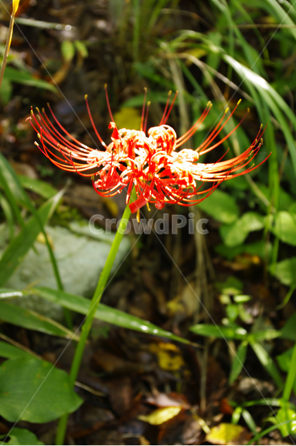 꽃,flower,꽃무릇,식물,color,red,식물,자연,plants,nature,꽃,flower