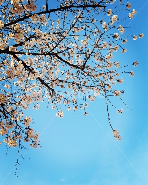 벚꽃,벚꽃나무,봄,새학기,벚꽃지기전,파란하늘,봄,계절,spring,season,식물,자연,plants,nature,꽃,flower,나무,trees,wood,plant