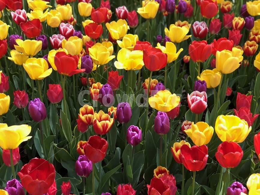 부천꽃,튤립,튤립축제,식물원,꽃놀이