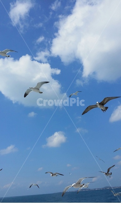 하늘,갈매기,구름,제주도,nature,동물,animal,조류,새,birds