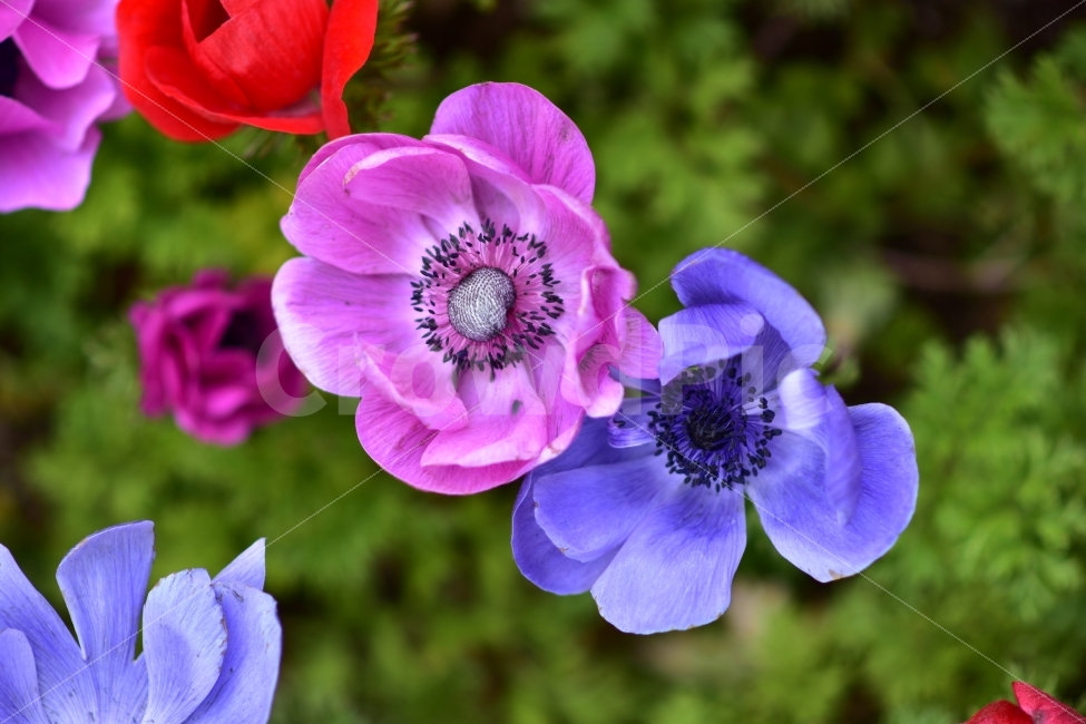 꽃,봄,아네모네,분홍,보라,색,봄풍경,풍경,봄꽃,맑음,식물,자연,plants,nature,꽃,flower
