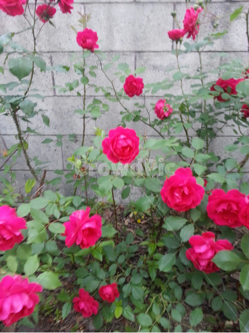 flower,rose,장미,꽃,plant,식물,blossom,식물,자연,plants,nature,꽃,flower