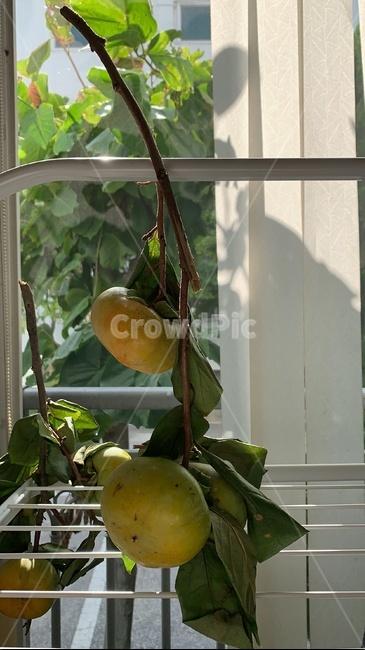 감,단감,가을,과일,제철과일,가을과일,fruit,과일,열매,fruit